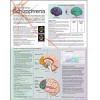Understanding Schizophrenia Anatomical Chart